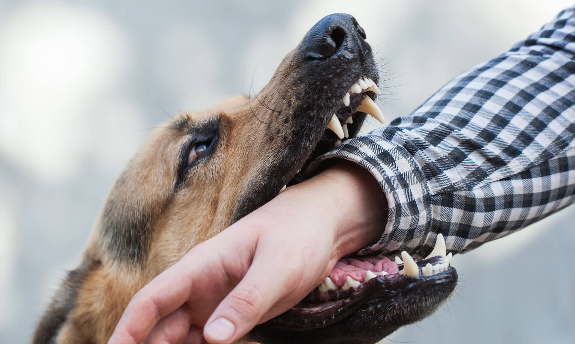 Dog Bite Lawyer 